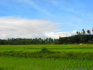 ricefield5-patrick-pic1.jpg